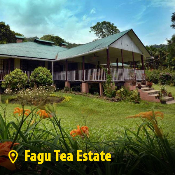 fagu-tea-estate